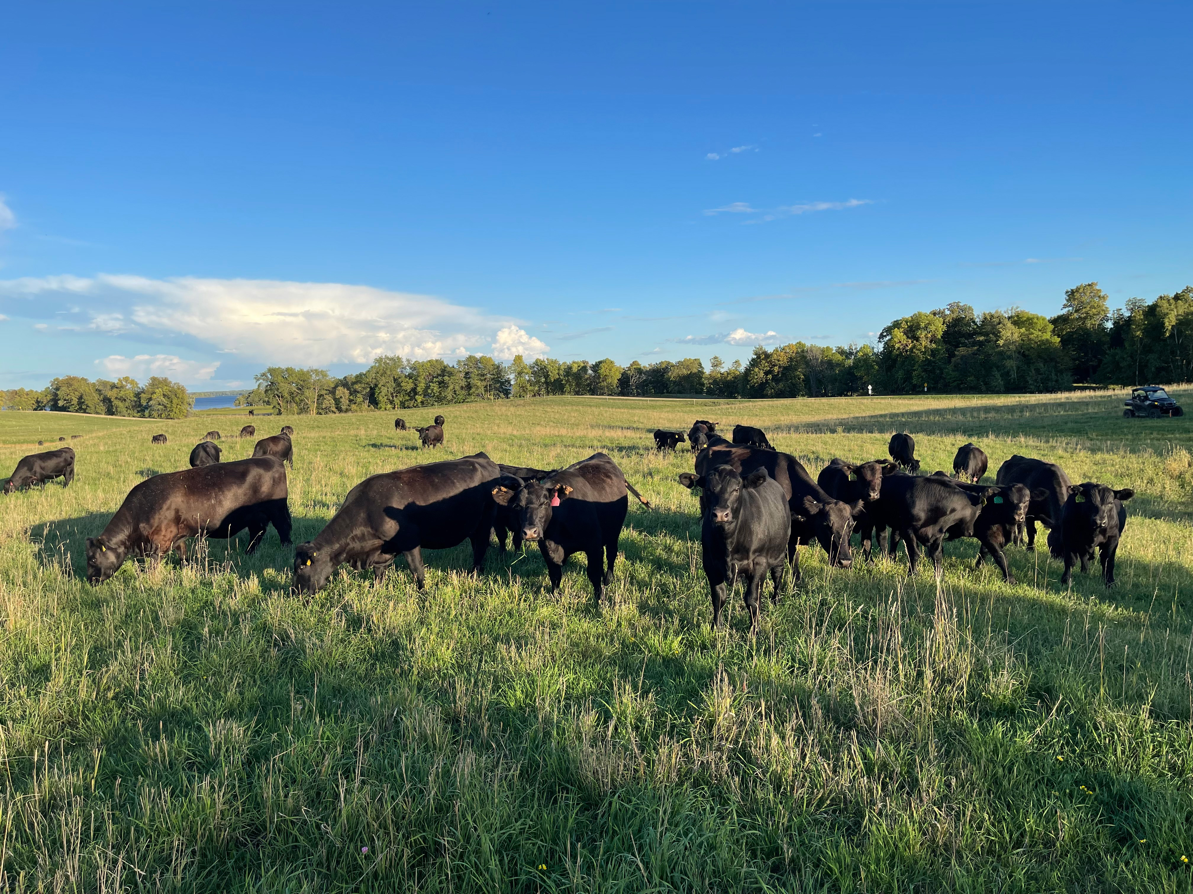 Cows in pasture